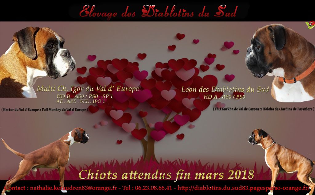 Chiots attendus fin mars 2018