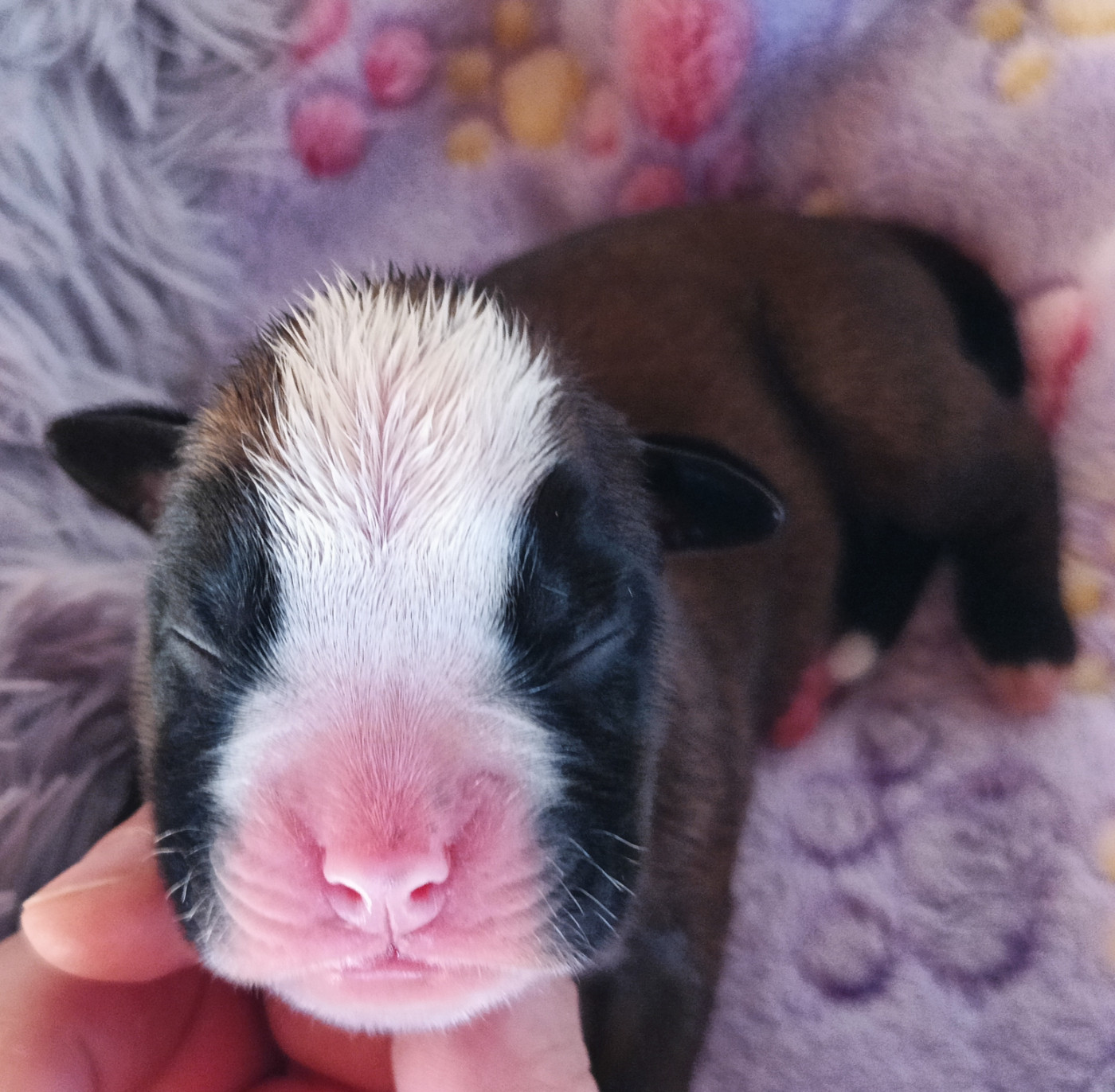 Des Diablotins Du Sud - Chiots disponibles - Boxer