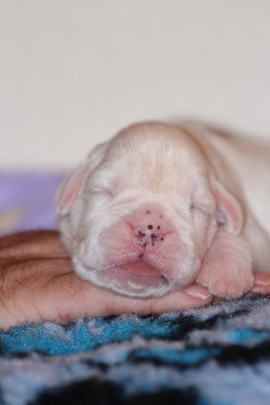 Des Diablotins Du Sud - Chiots disponibles - Boxer