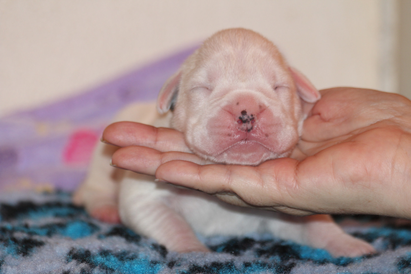 Des Diablotins Du Sud - Chiots disponibles - Boxer