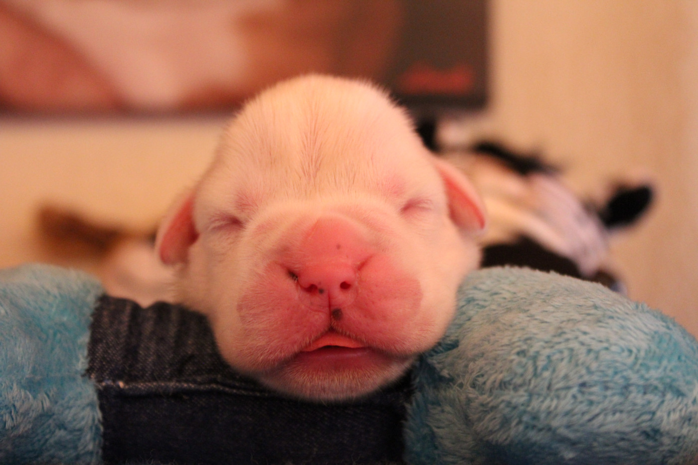 Des Diablotins Du Sud - Chiots disponibles - Boxer