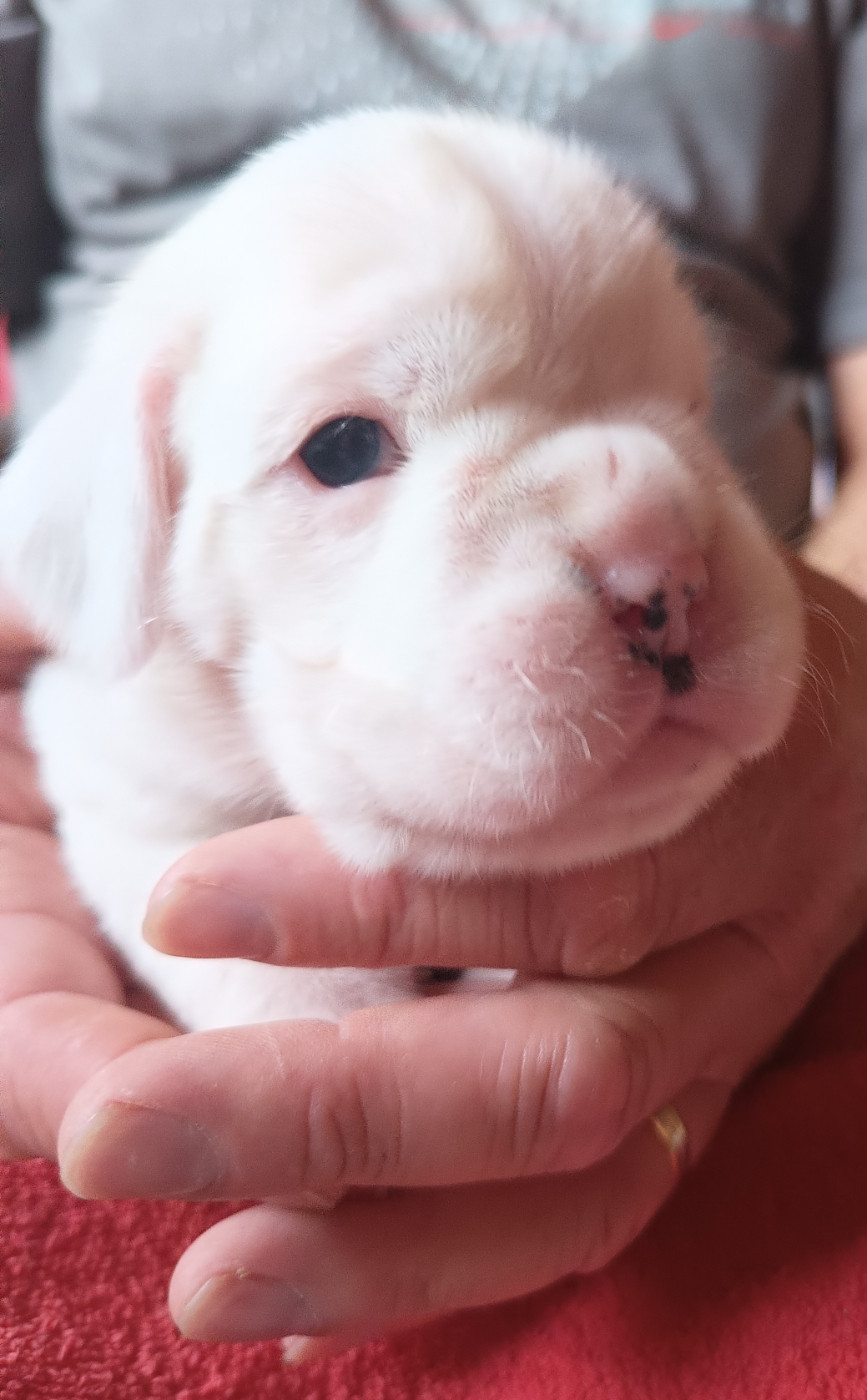 Des Diablotins Du Sud - Chiots disponibles - Boxer