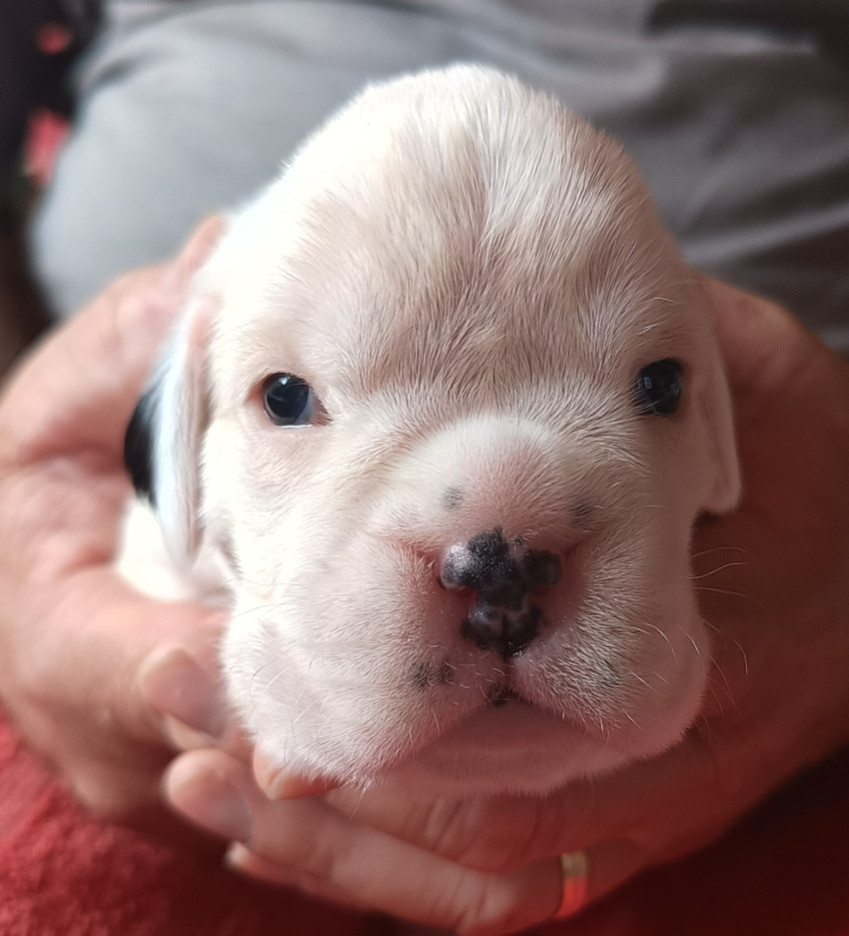 Des Diablotins Du Sud - Chiots disponibles - Boxer