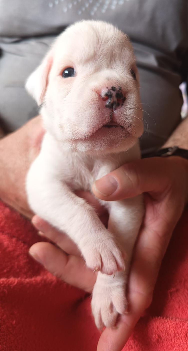 Des Diablotins Du Sud - Chiots disponibles - Boxer