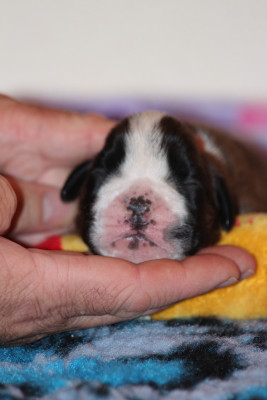 CHIOT 3