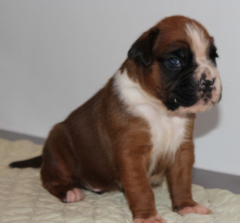 Des Diablotins Du Sud - Boxer - Portée née le 03/01/2015